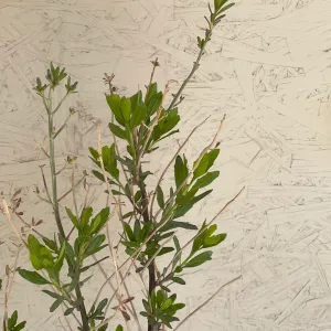 Baccharis emoryi