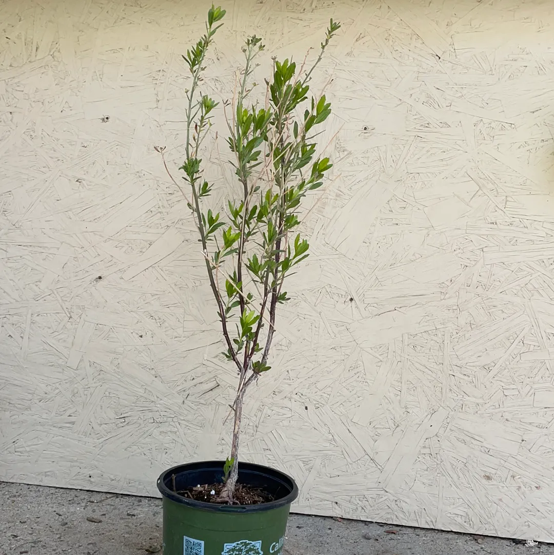 Baccharis emoryi