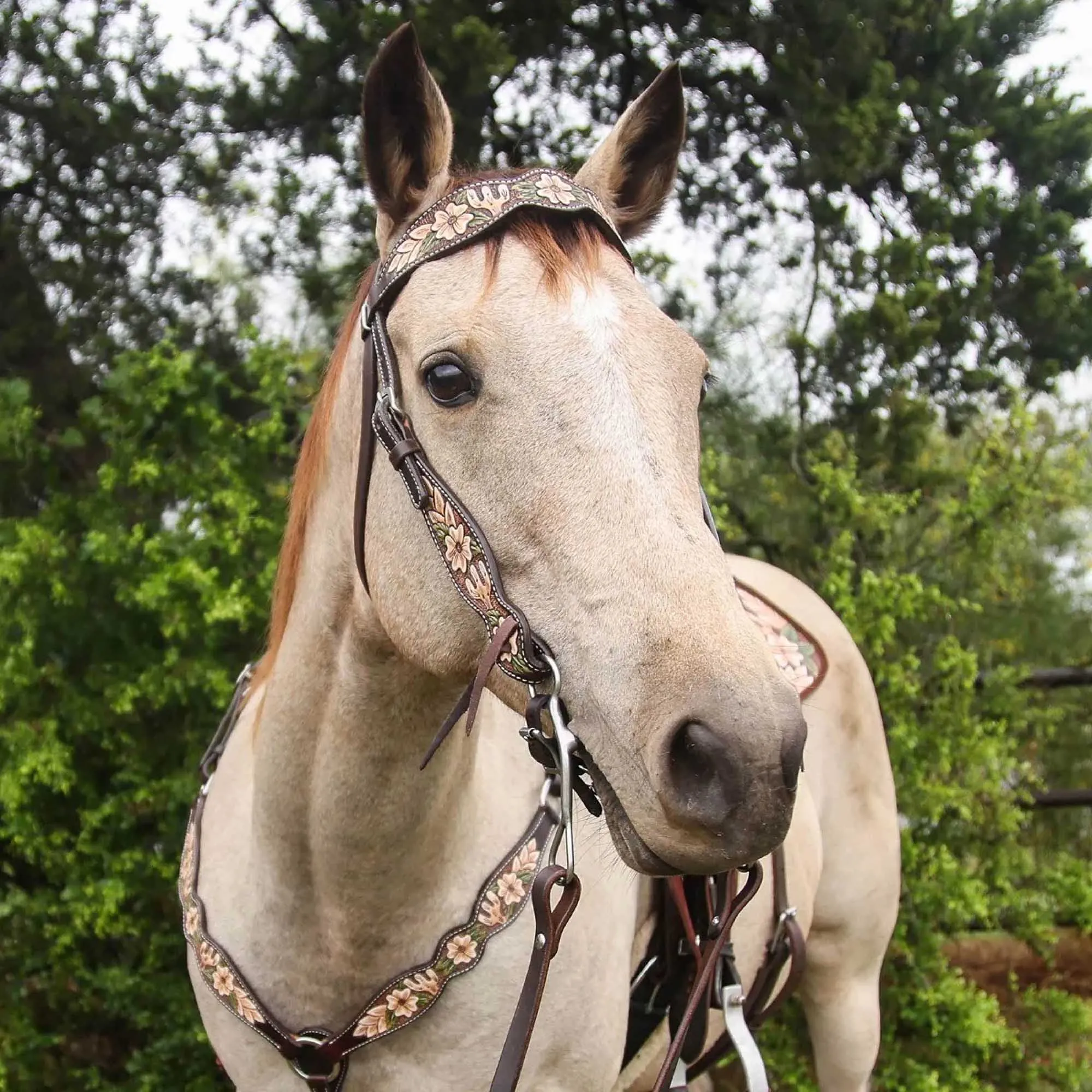 Circle Y Dogwood Desert Browband Headstall, Full