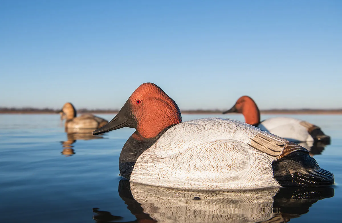 Flight Canvasback