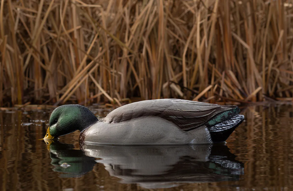 Flight Mallard Combo Pack