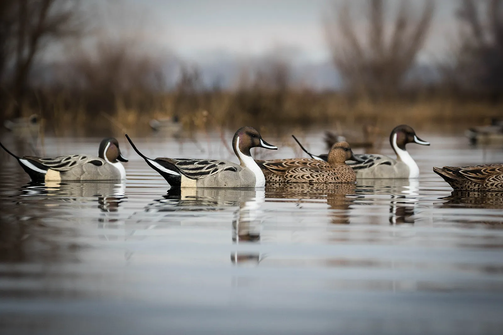 Flight Pintail