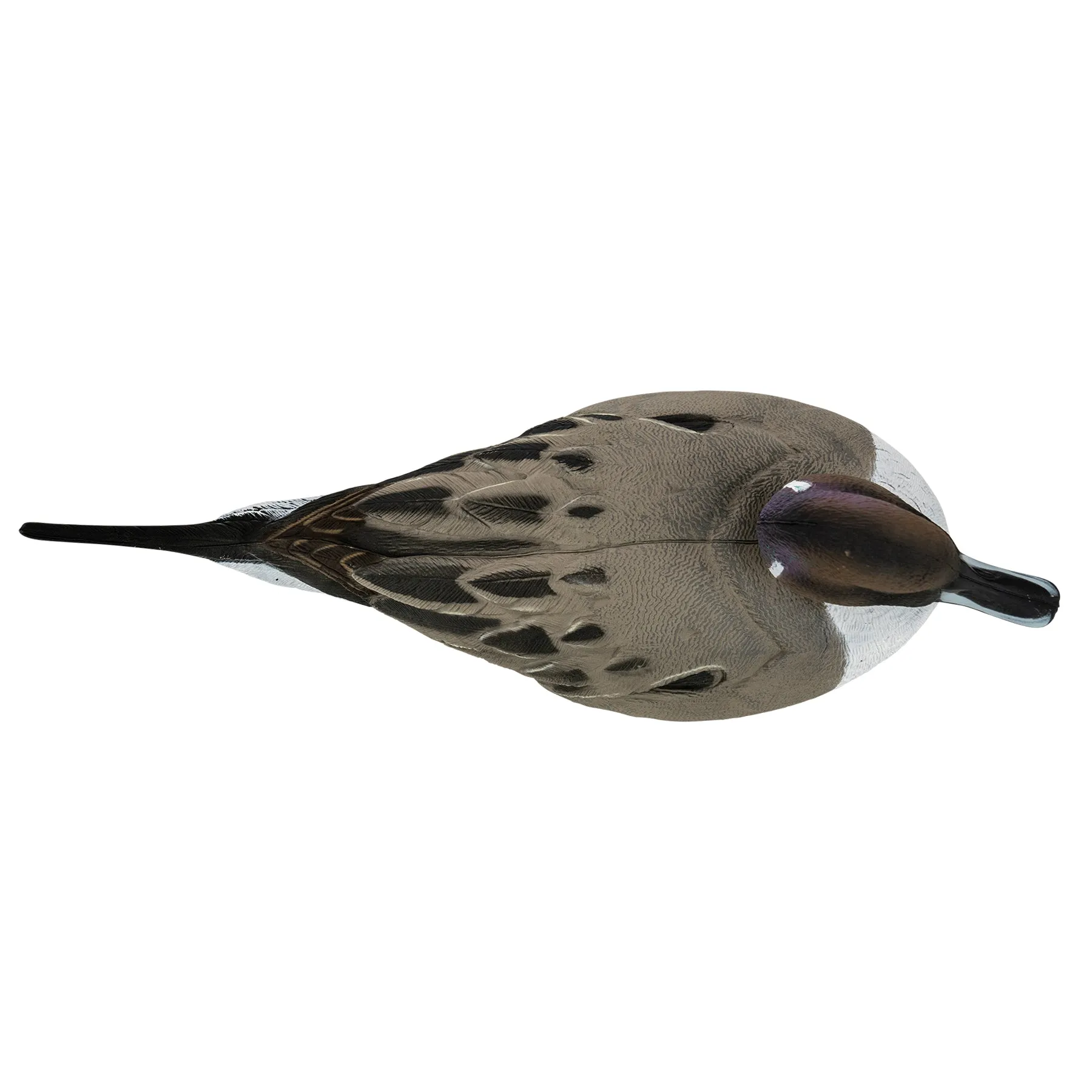 Flight Pintail