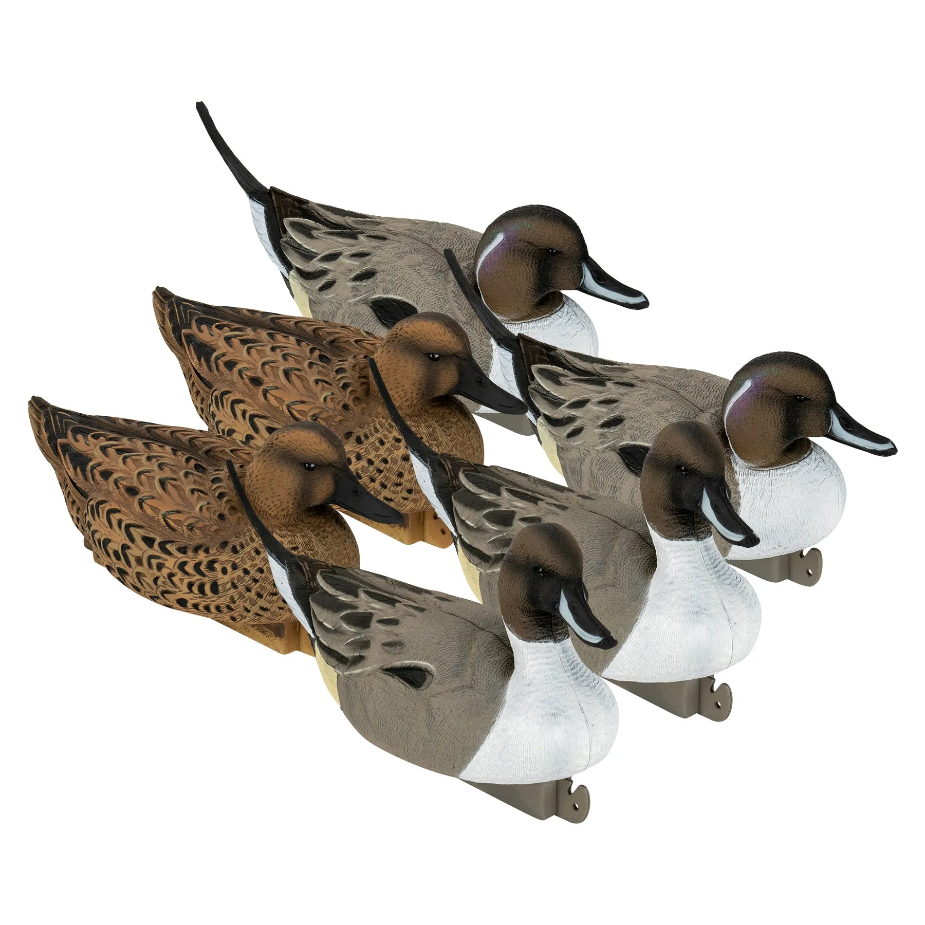 Flight Pintail