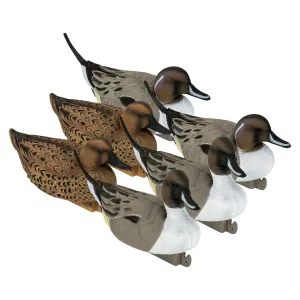 Flight Pintail