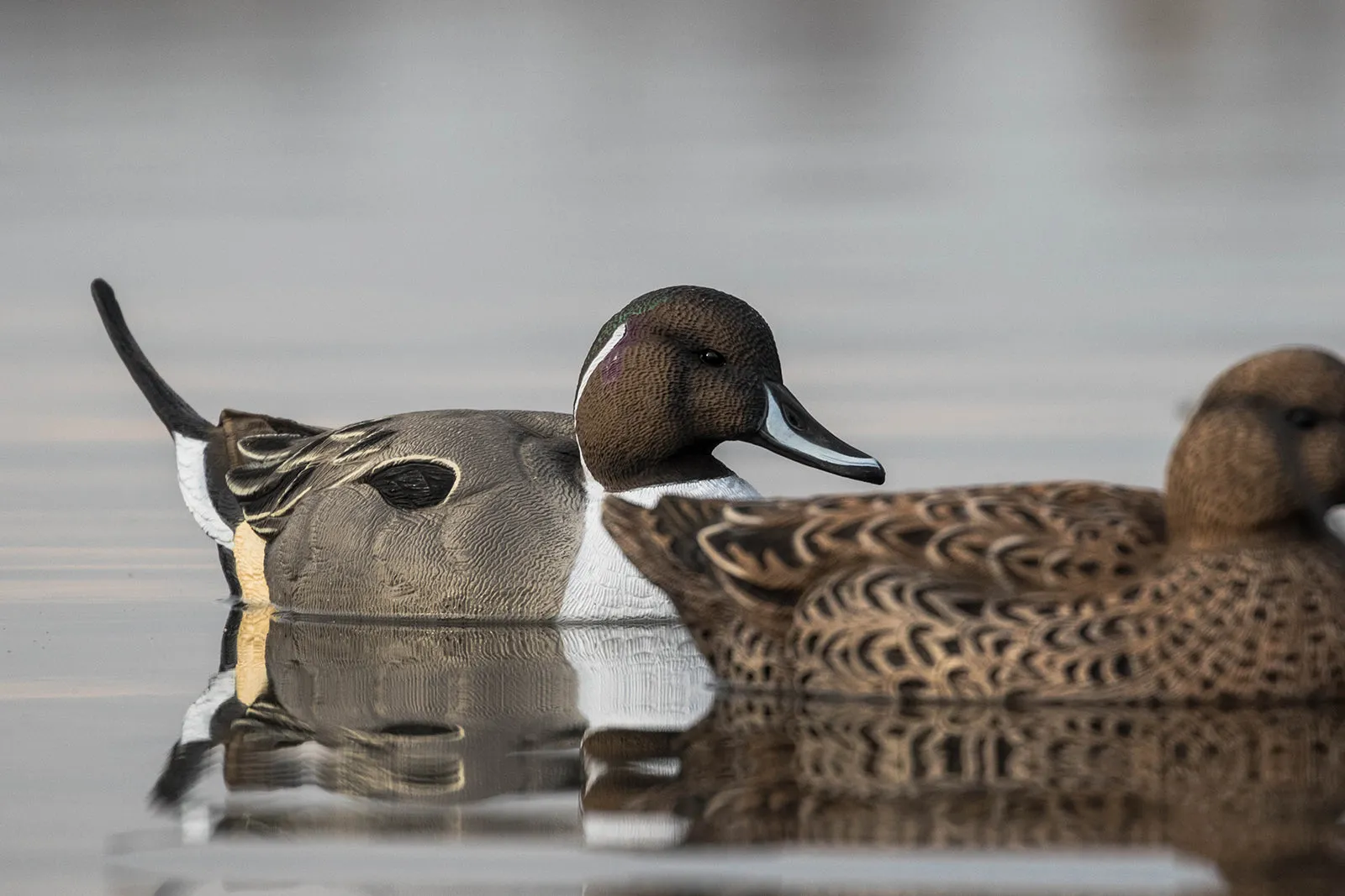 Flight Pintail